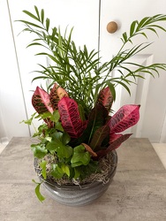 Ceramic Dish Garden 8 Inch Small from Aladdin's Floral in Idaho Falls